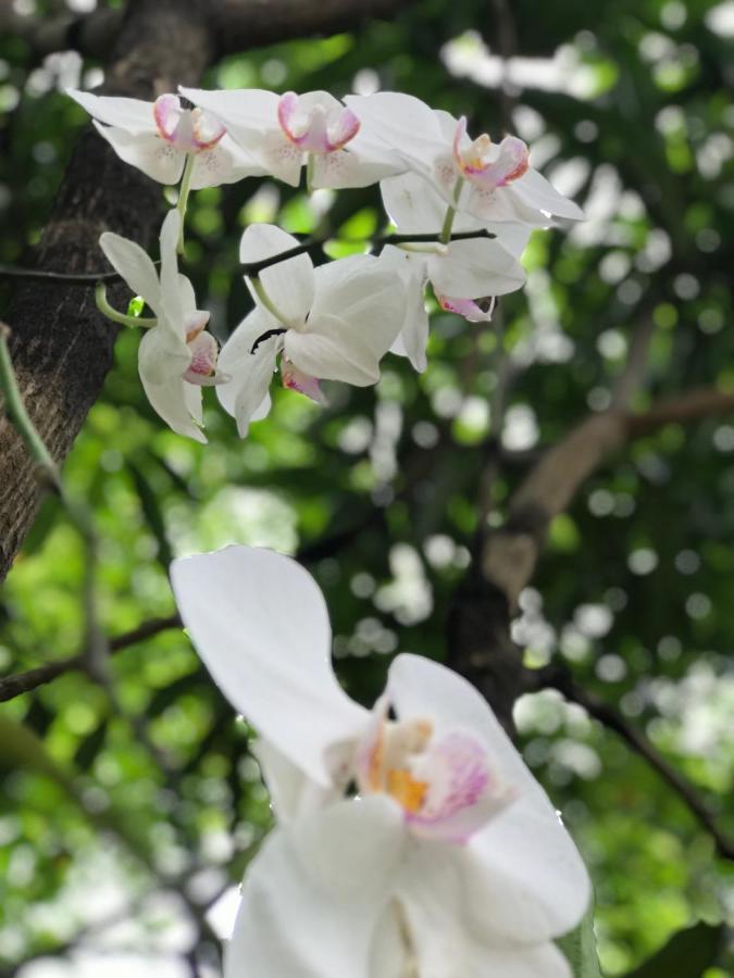 Green Edge Residences Dambulla Bagian luar foto